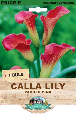 Picture of CALLA LILY - PACIFIC PINK