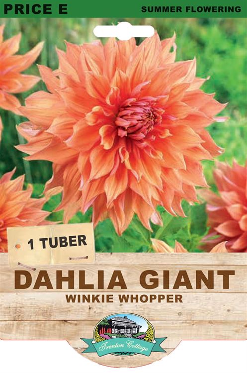 Picture of DAHLIA GIANT - WINKIE WHOPPER
