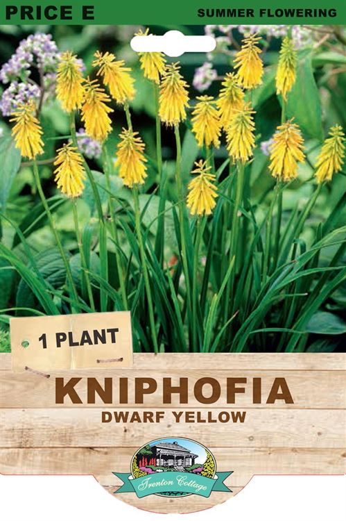 Picture of KNIPHOFIA - DWARF YELLOW