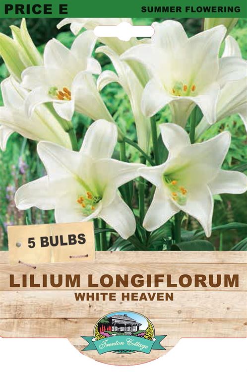 Picture of LILIUM LONGIFLORUM - WHITE HEAVEN