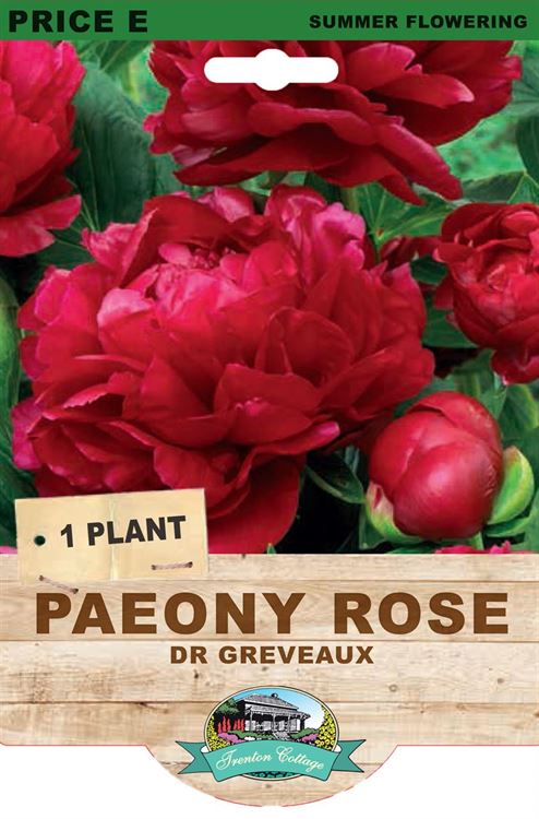 Picture of PAEONY ROSE - DR GREVEAUX