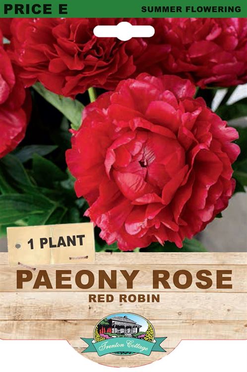Picture of PAEONY ROSE - RED ROBIN