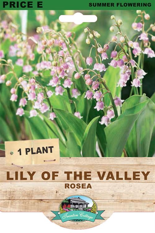 Picture of LILY OF THE VALLEY - ROSEA