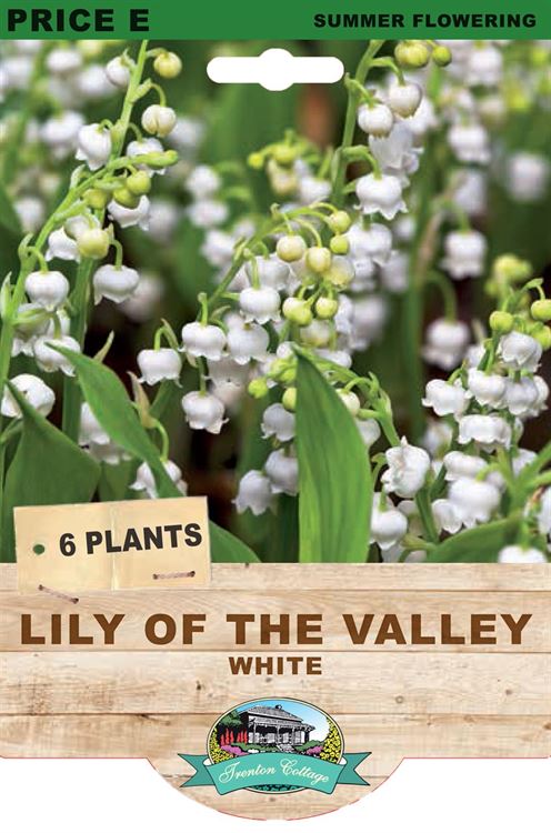 Picture of LILY OF THE VALLEY - WHITE