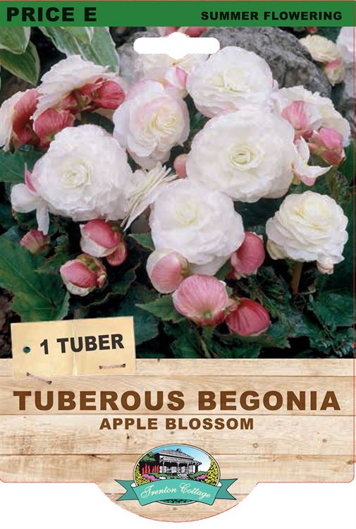 Picture of TUBEROUS BEGONIA - APPLE BLOSSOM