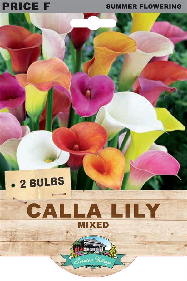 Picture of CALLA LILY - MIXED