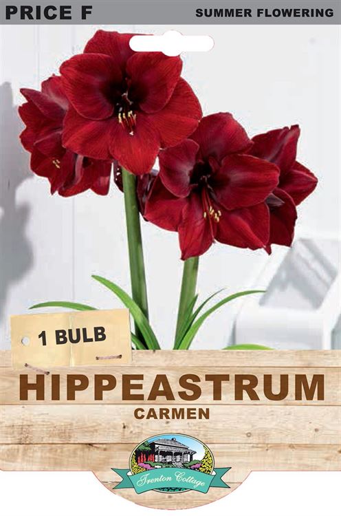 Picture of HIPPEASTRUM - CARMEN