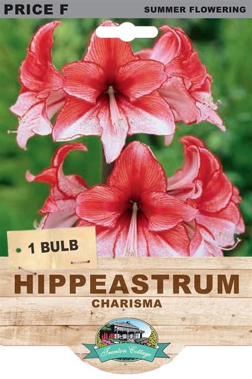 Picture of HIPPEASTRUM - CHARISMA
