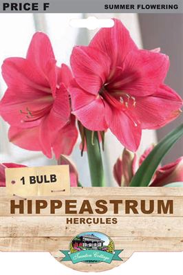 Picture of HIPPEASTRUM - HERCULES