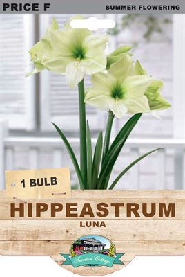 Picture of HIPPEASTRUM - LUNA