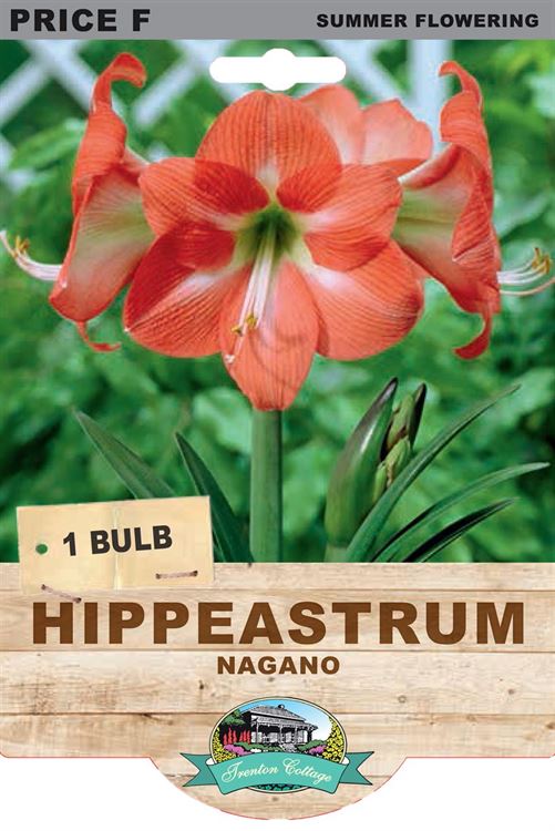 Picture of HIPPEASTRUM - NAGANO