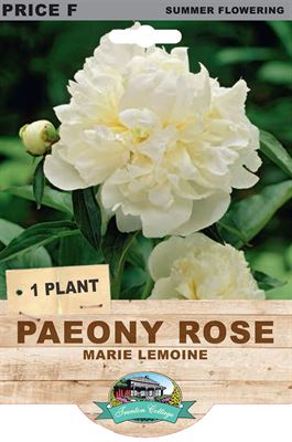 Picture of PAEONY ROSE - MARIE LEMOINE