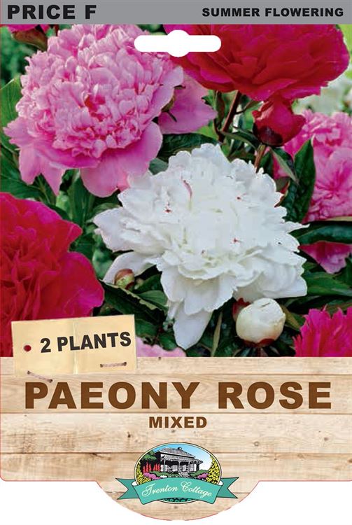 Picture of PAEONY ROSE - MIXED