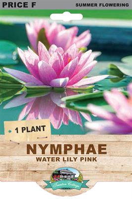 Picture of NYMPHAE - WATER LILY PINK