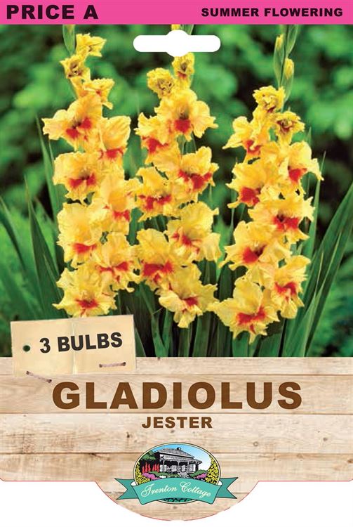 Picture of GLADIOLUS - JESTER