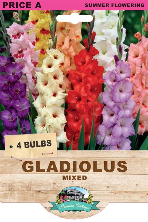 Picture of GLADIOLUS - MIXED
