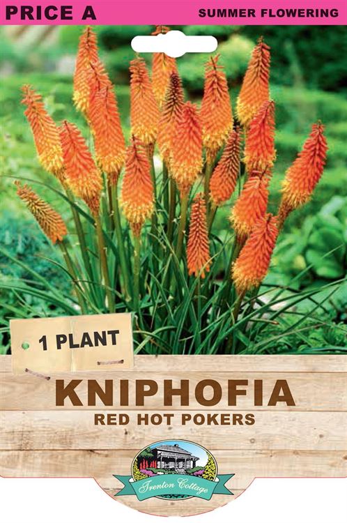 Picture of KNIPHOFIA - RED HOT POKERS