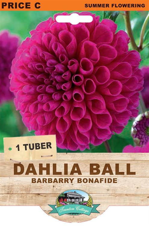 Picture of DAHLIA BALL - BARBARRY BONAFIDE
