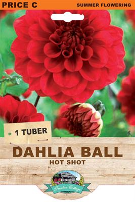 Picture of DAHLIA BALL - HOT SHOT