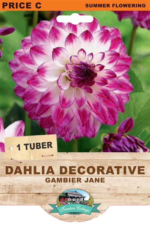 Picture of DAHLIA DECORATIVE - GAMBIER JANE