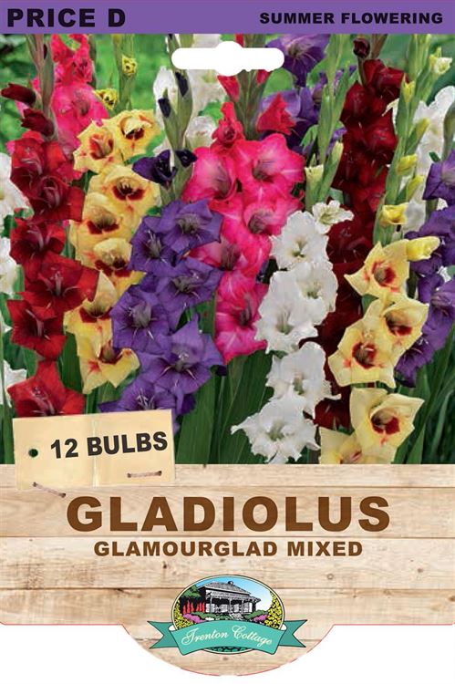 Picture of GLADIOLUS - GLAMOURGLAD MIXED