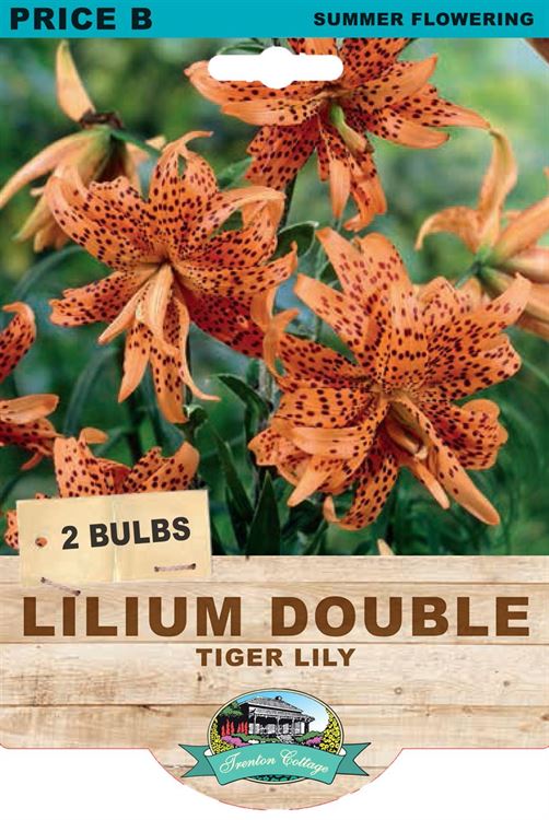Picture of LILIUM DOUBLE - TIGER LILY