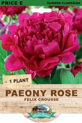 Picture of PAEONY ROSE - FELIX CROUSSE