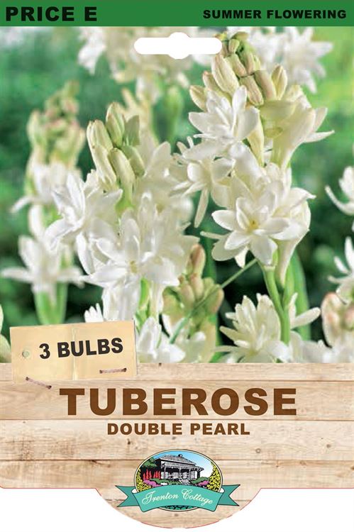 Picture of TUBEROSE - DOUBLE PEARL
