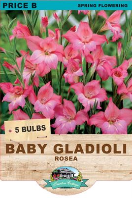 Picture of BABY GLADIOLI - ROSEA