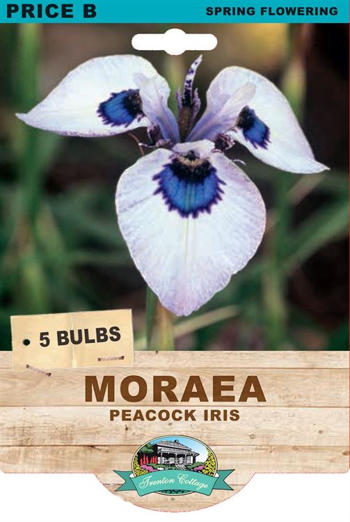 Picture of MORAEA - PEACOCK IRIS