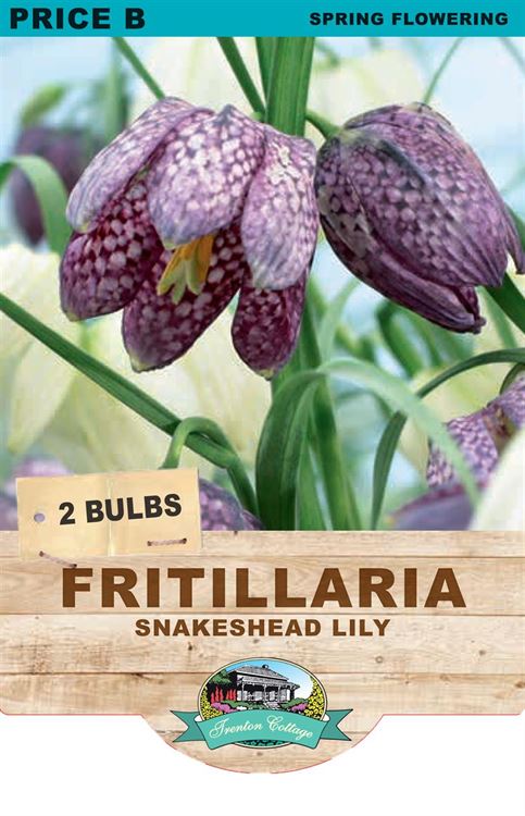 Picture of FRITILLARIA - SNAKESHEAD LILY