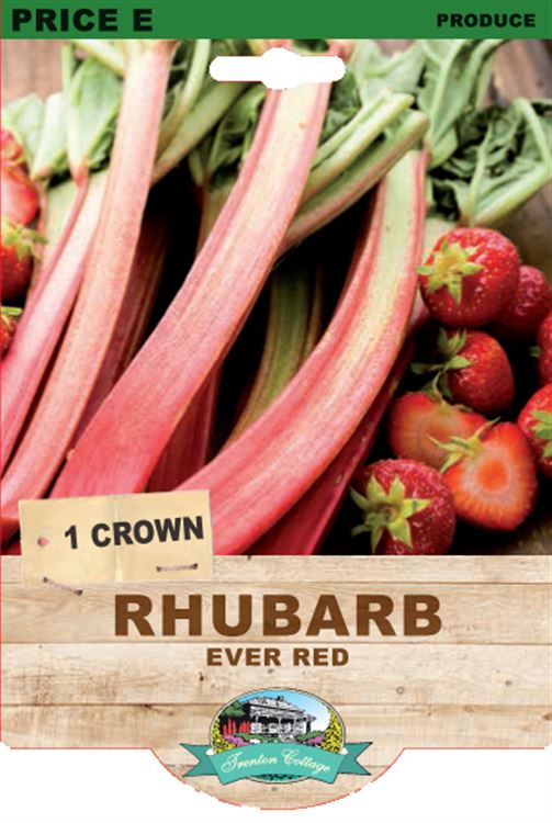Picture of RHUBARB - EVER RED