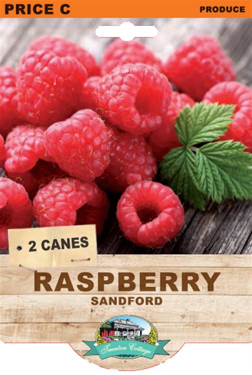 Picture of RASPBERRY - SANDFORD