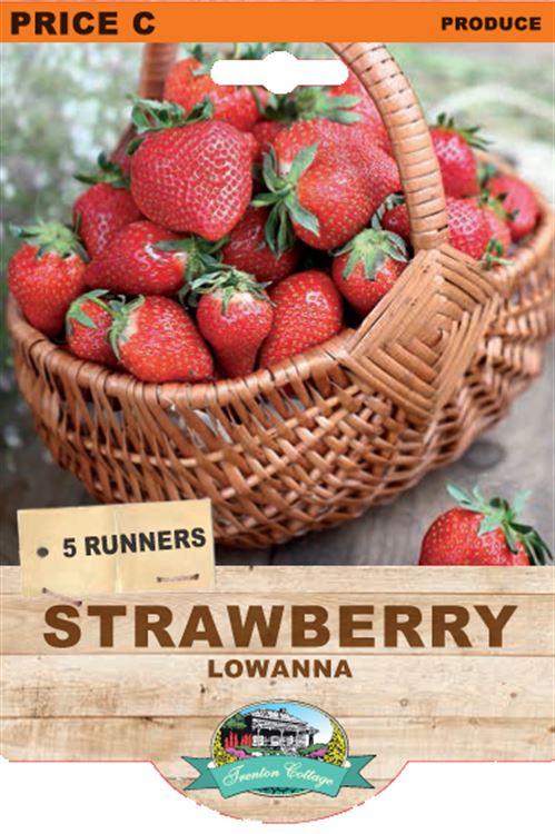 Picture of STRAWBERRY - LOWANNA