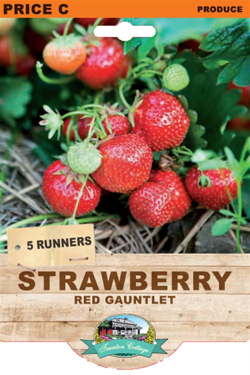 Picture of STRAWBERRY - RED GAUNTLET
