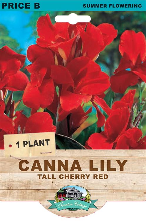 Picture of CANNA LILY - TALL CHERRY RED