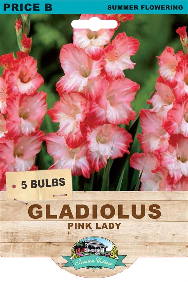 Picture of GLADIOLUS - PINK LADY