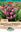 Picture of BLETILLA STRIATA - CHINESE GROUND ORCHID