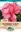 Picture of CANNA LILY - DWARF TROPICAL ROSE
