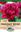 Picture of PAEONY ROSE - FELIX CROUSSE